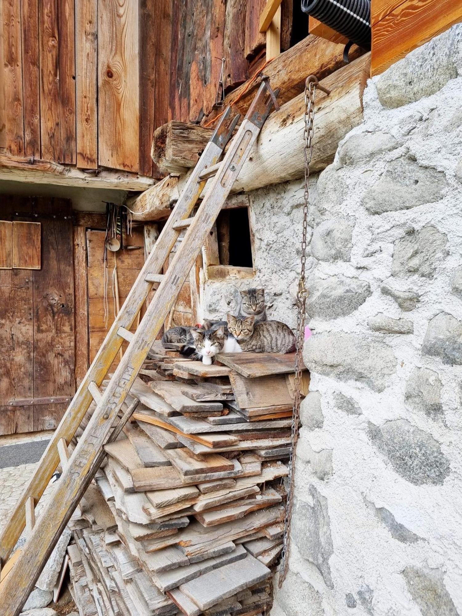 Villa Alpina Campiglio Madonna di Campiglio Bagian luar foto