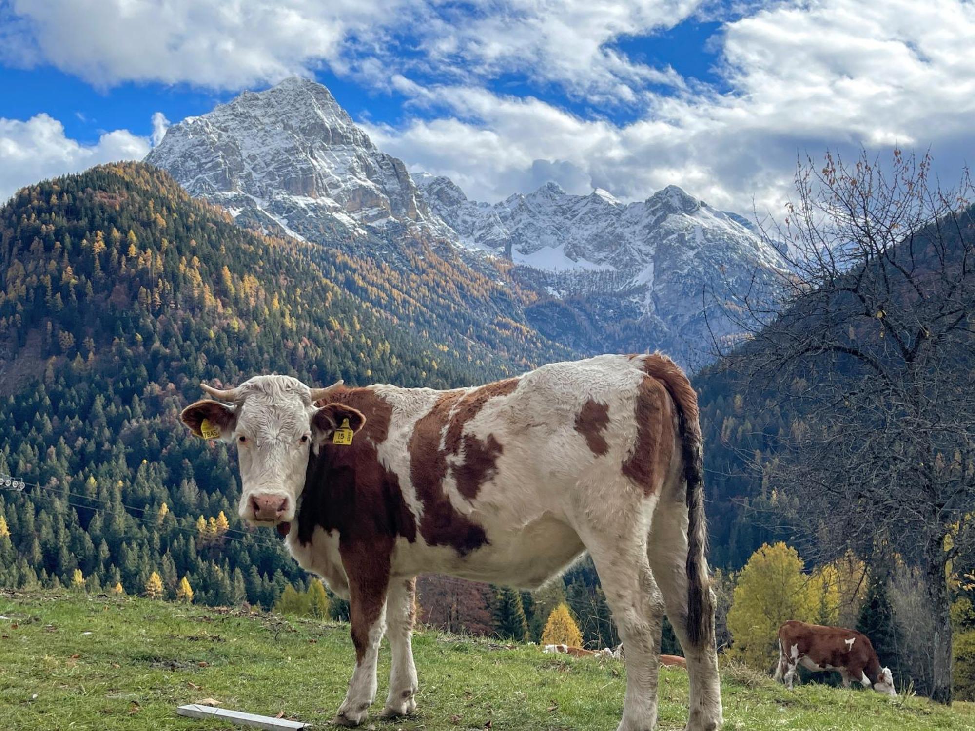 Villa Alpina Campiglio Madonna di Campiglio Bagian luar foto